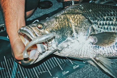 Barramundi tips and techniques - #bnbfishingmag