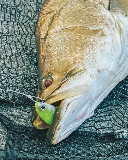 Fisho's Impoundment Barra Packs are handy starters for anyone heading to a  lake for the first time. Lures are custom rigged so you can copy and add  more