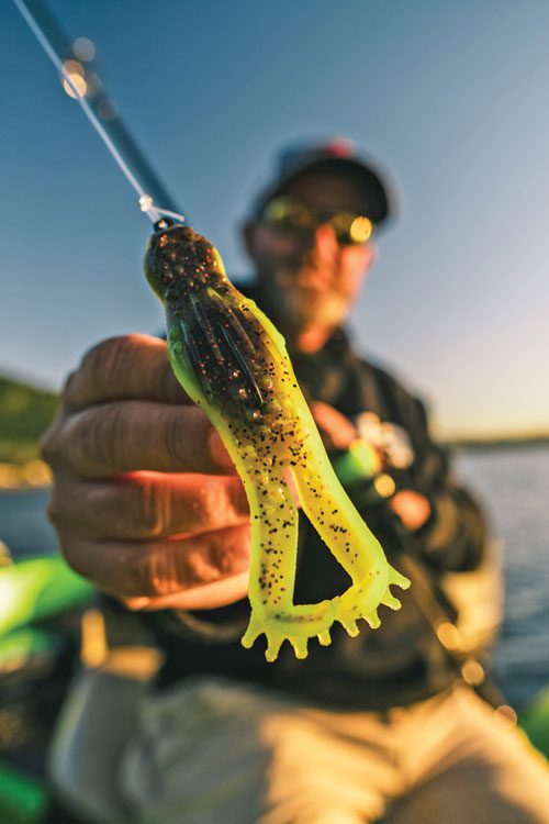 barramundi