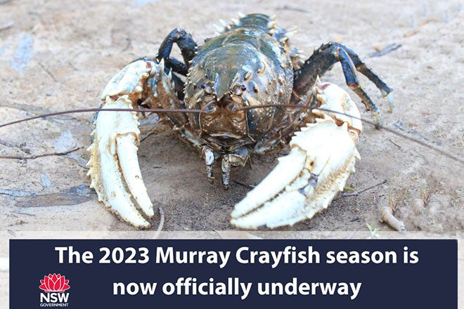 Murray Crayfish