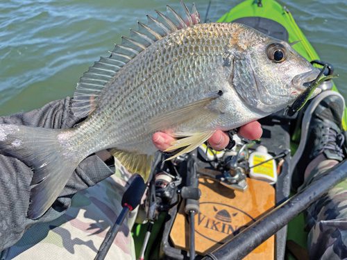 Beautiful Bumblebee Grouper caught on light casting setup of