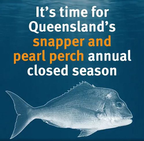 Perfect time of year to catch lots of fish – Bundaberg Now