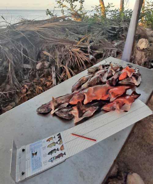 Spanish mackerel and coral trout monitoring Bush 'n Beach Fishing