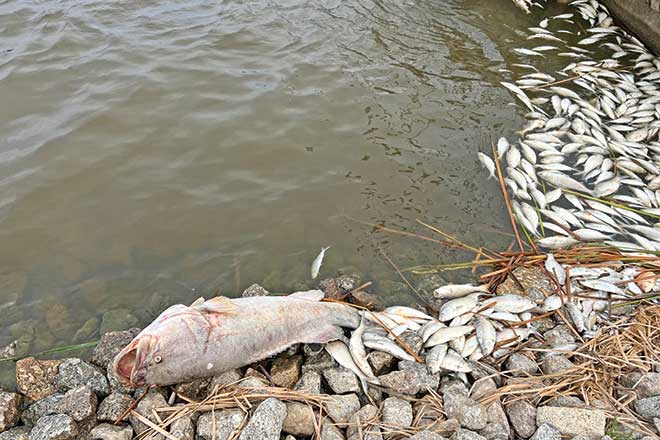 Menindee fish kills in 2018 and 2023