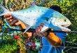 Sunshine Coast – weekly fishing report