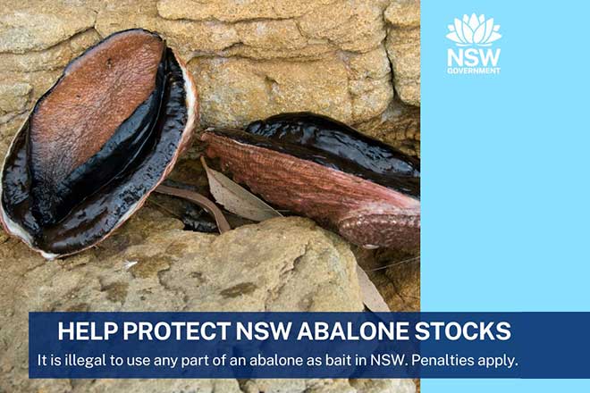 Help protect NSW abalone stocks