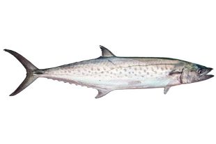 Difference between spotted and spanish mackerel - Bush 'n Beach Fishing  Magazine