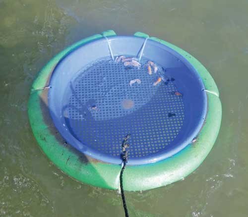 Catching Bush Guide to catching your own bait - Bush 'n Beach Fishing Magazine
