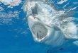 What we can do about shark numbers in Queensland