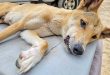 Dingo hobbled by gang hooks on K’gari