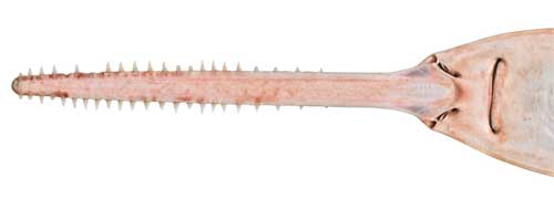 sawfish