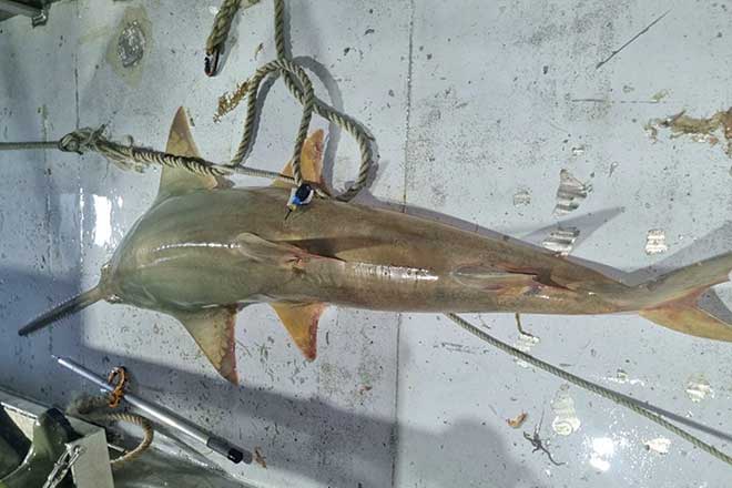 Peeking into the secret lives of sawfish