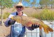 Carp and tilapia eradication at Wyaralong Dam 2024