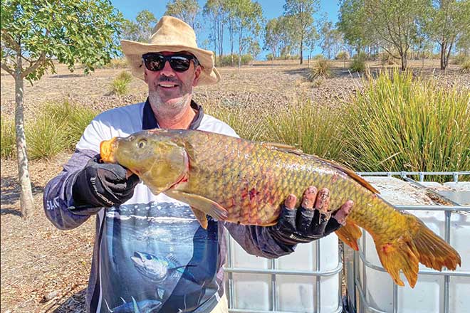 Carp and tilapia eradication at Wyaralong Dam 2024