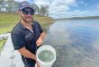 Aquaculture Gladstone celebrates sea mullet